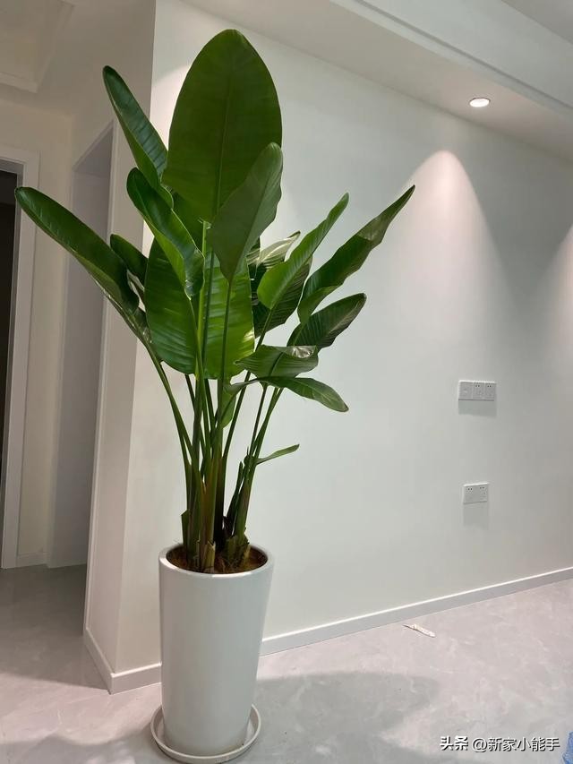 新房墙网红灰,房屋装修网红灰