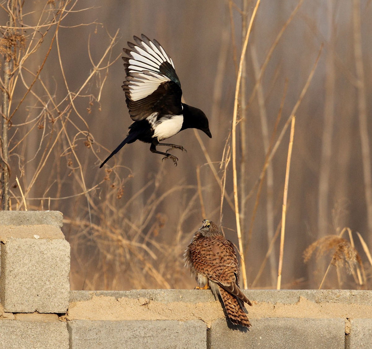 老鹰不吃喜鹊喜鹊为何没泛滥成灾,喜鹊很坏为何被视为吉祥鸟