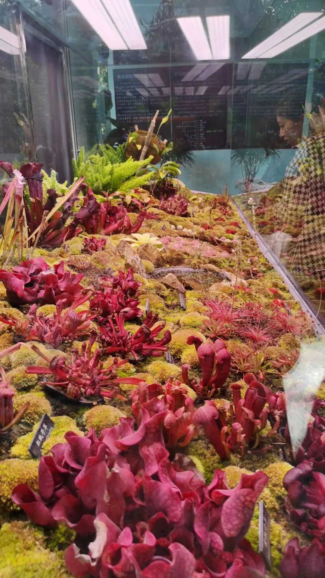 西双版纳10日行——走遍春夏秋冬，总会有人四季等你。