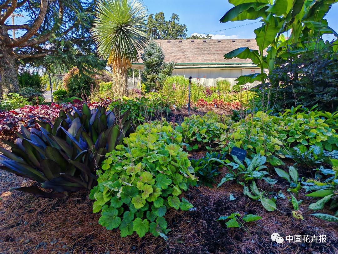 宿根花卉栽培,宿根花卉的栽培管理