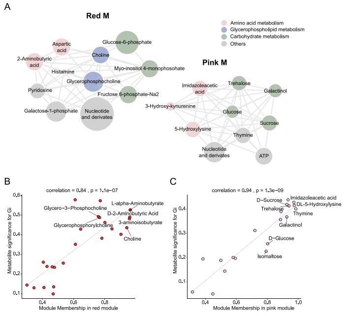 百趣代谢组学解读，深度解码蜜蜂肠菌调节宿主行为和神经功能