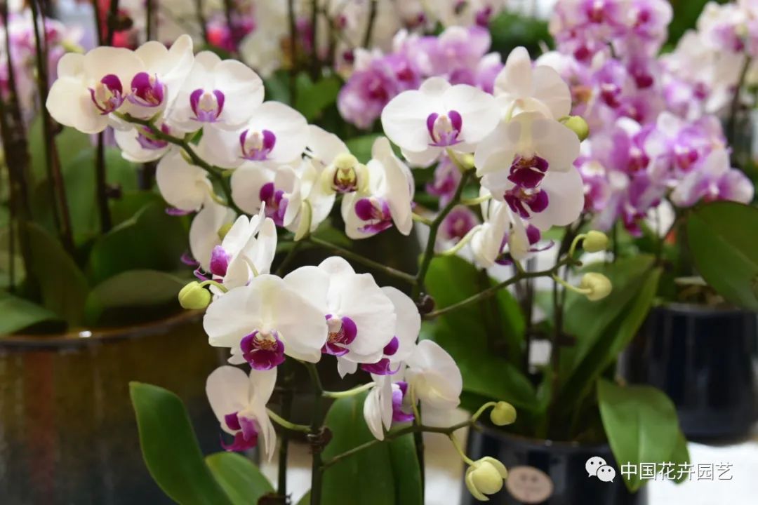 盆栽花卉行情,盆栽花卉市场2016行情分析