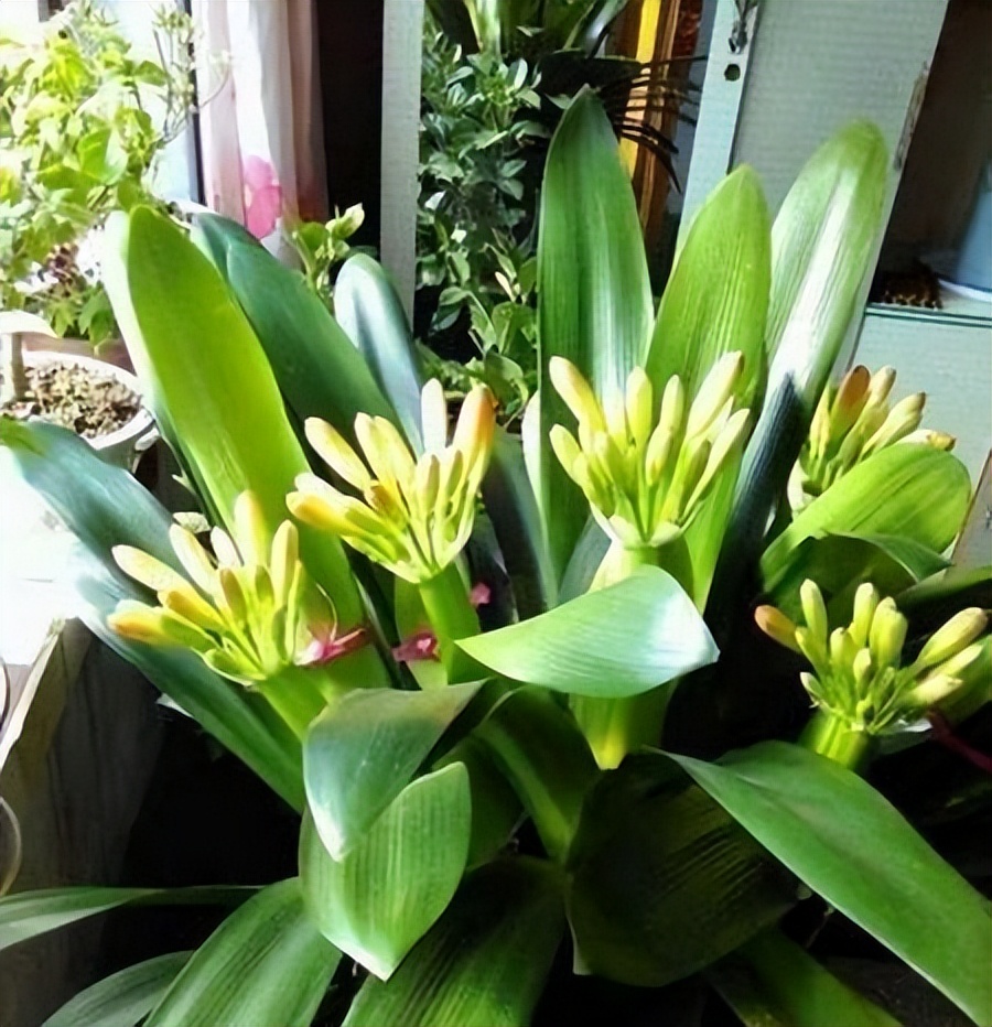 君子兰怎么摆放叶子不会长歪视频,君子兰在东阳台和南阳台正确摆放