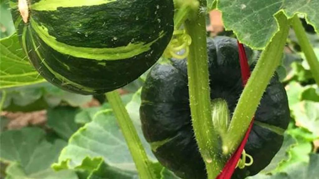 贝贝南瓜的生长过程图,贝贝南瓜的生长视频