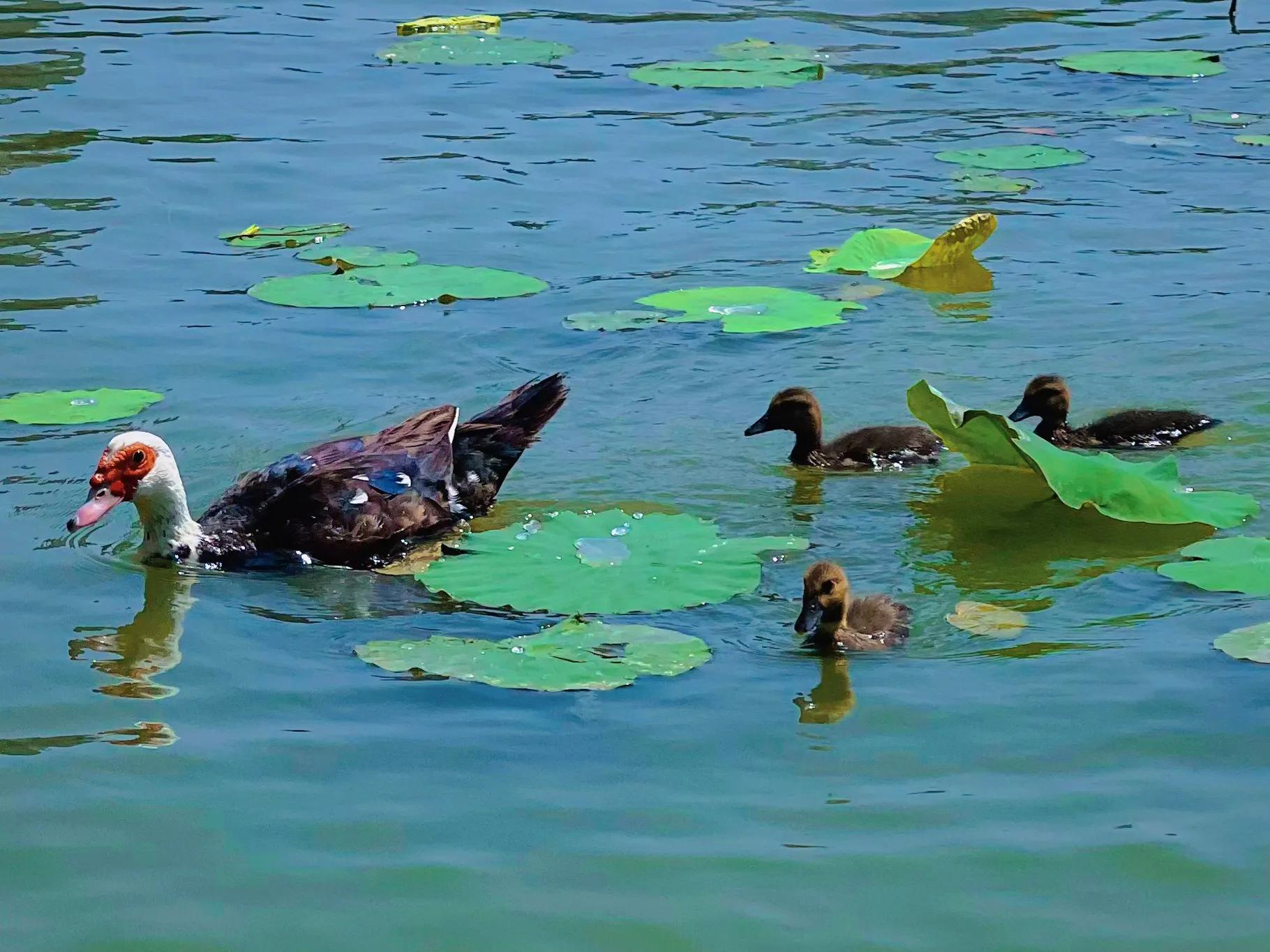兴庆公园长乐之声合唱团直播现场,兴庆公园大合唱