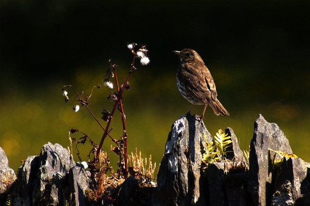 画眉鸟百啭千声,百啭千啼