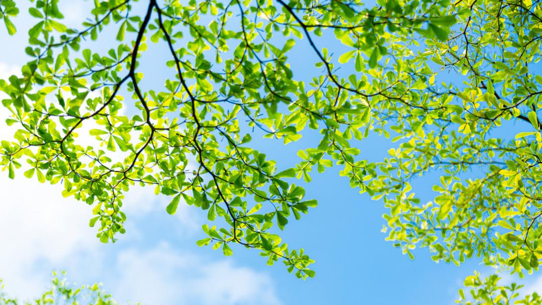 入夏一直失眠,入夏浑身乏力总想睡觉