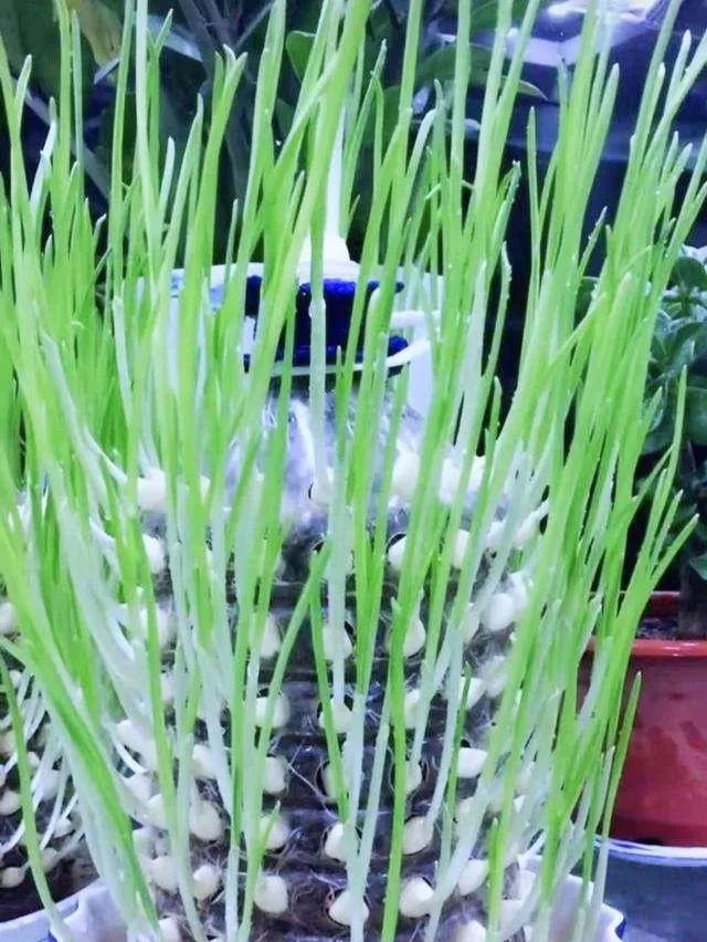 塑料瓶种花种菜的方法,塑料瓶种菜最佳种植方法