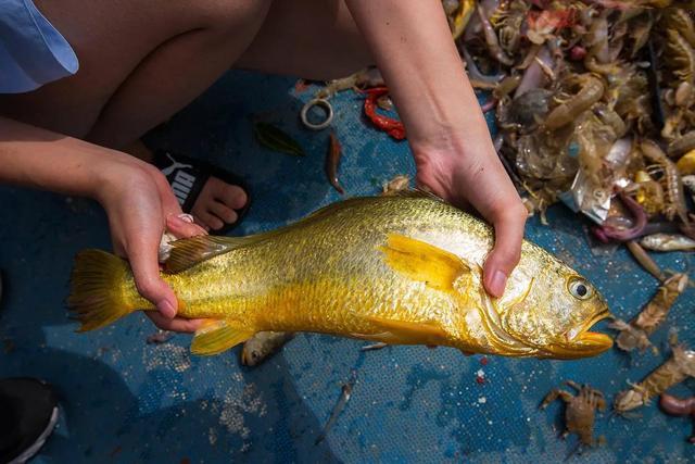 大黄鱼捕捞情况,浙江渔民一网捕4000斤大黄鱼