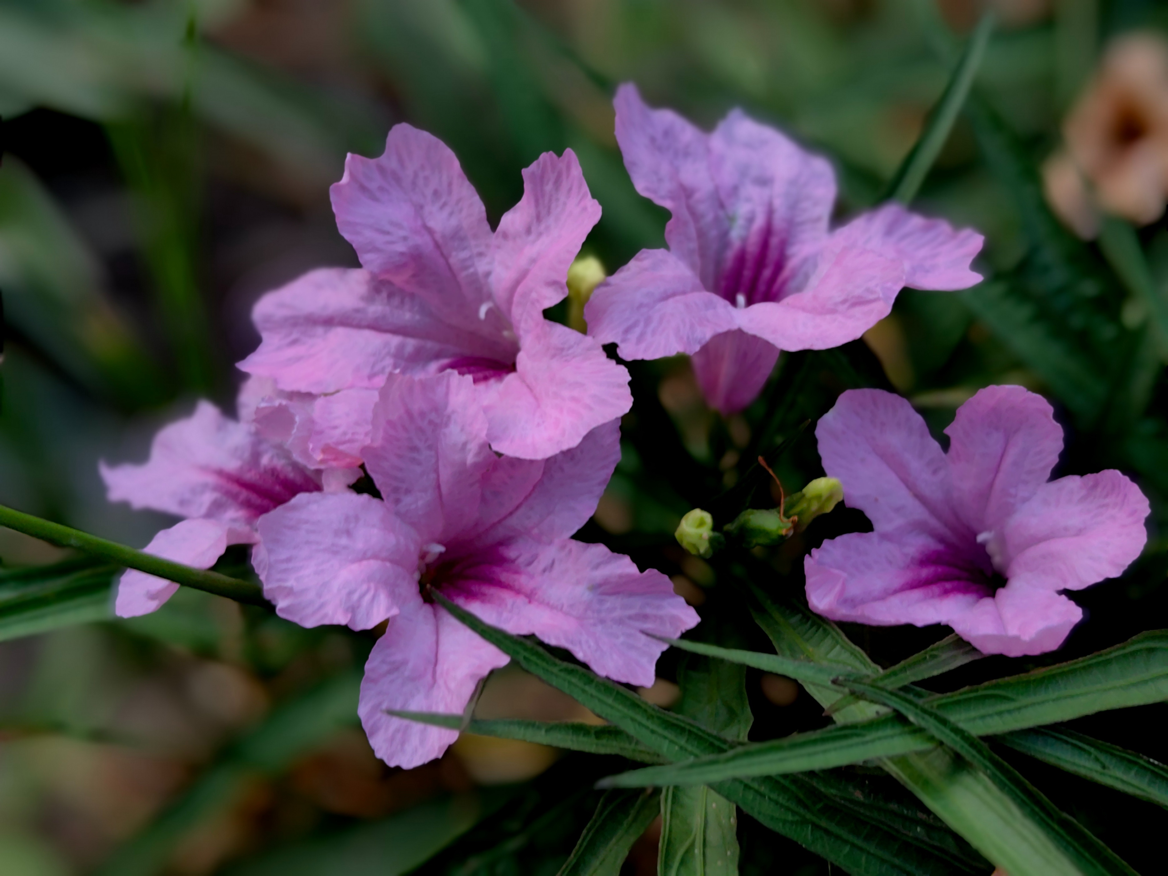 紫色兰花草:,蓝色花草品种