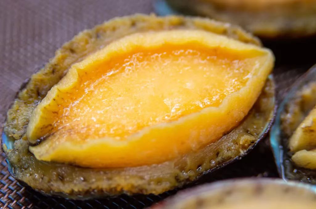 新西兰黑金鲍鱼购买,怎样挑选购买鲍鱼