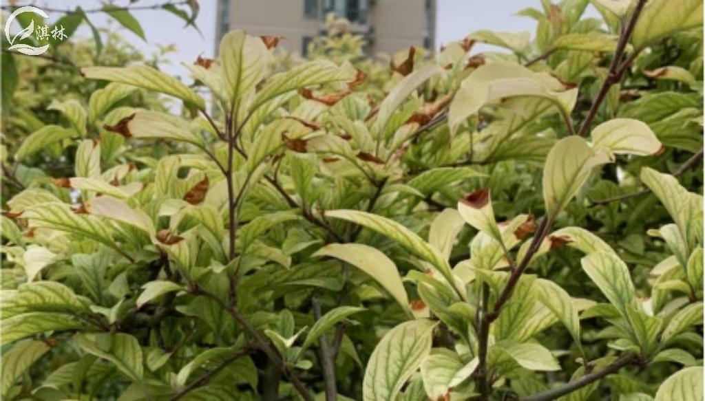 海棠常发的四种病害,都在这了!