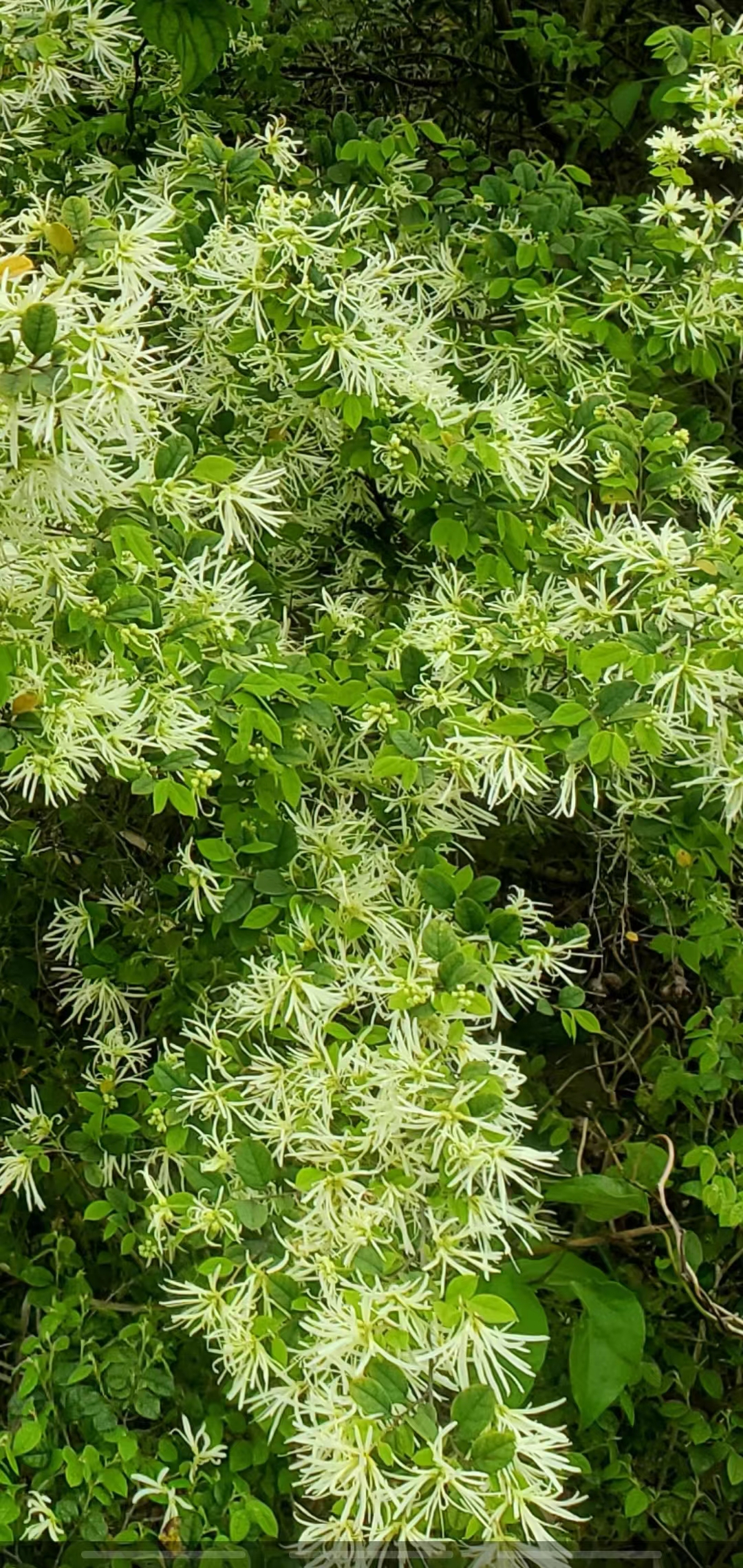 檵木的功效与作用,檵木叶药材