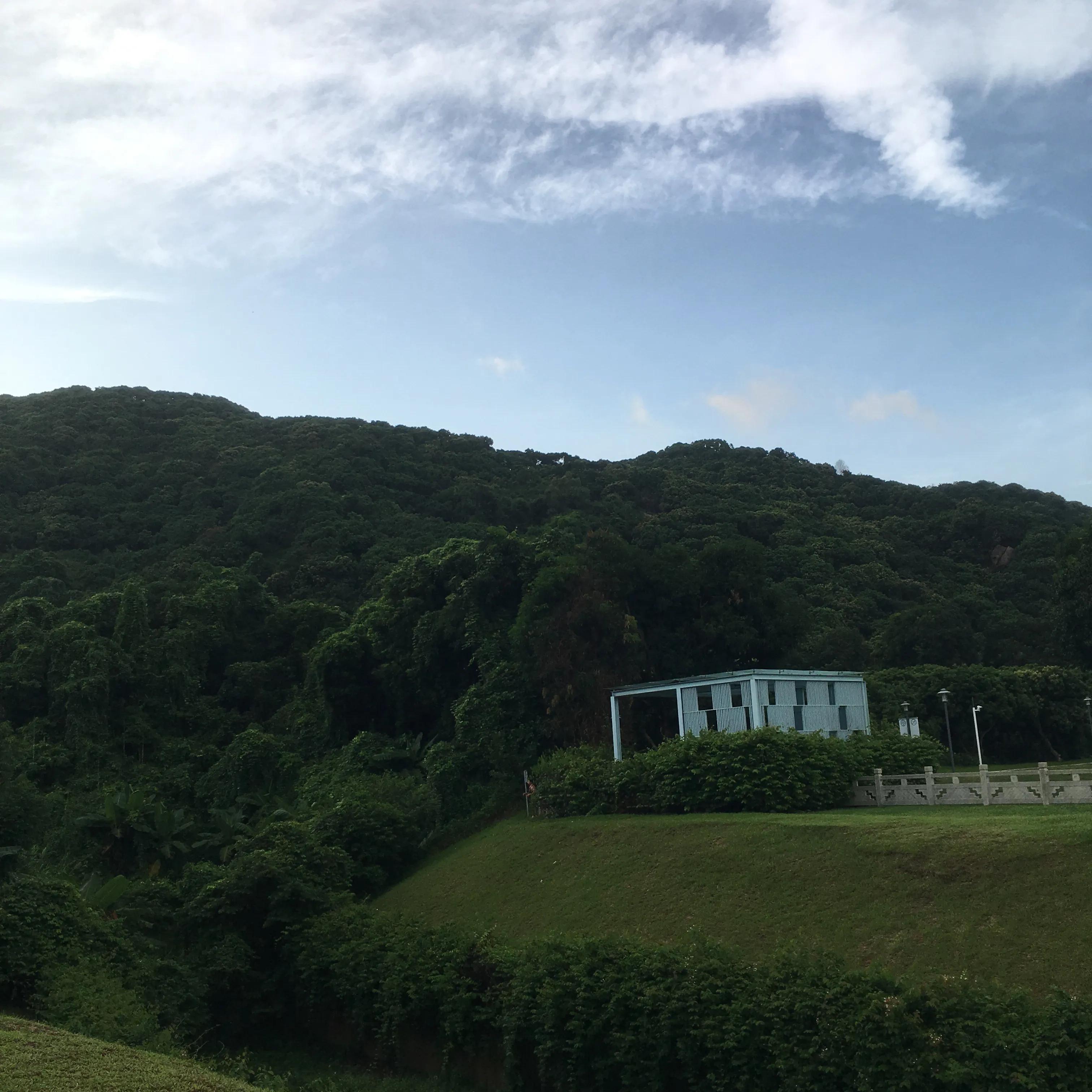 纯种银狐犬出售,纯种银狐犬照片