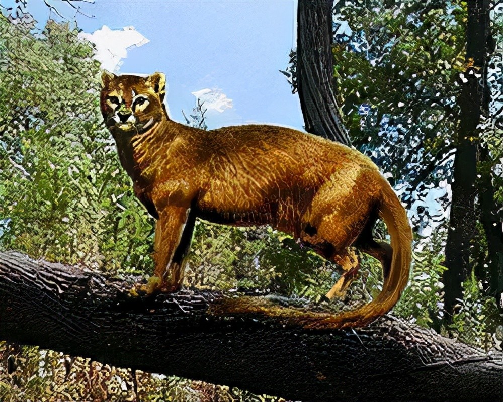 猫咪是属什么的,猫咪是什么生物