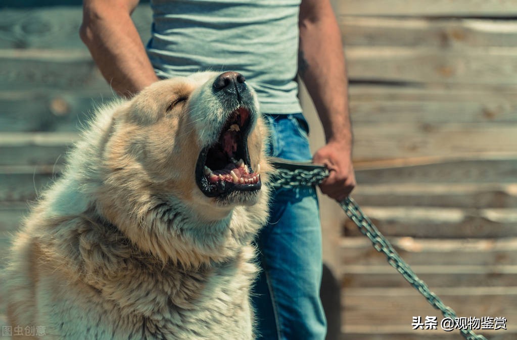 狗有狂犬病潜伏期多久,一般家养的狗会携带狂犬病毒吗