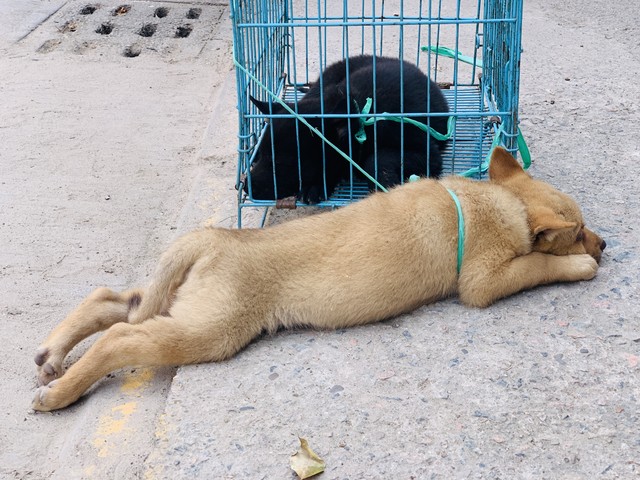 想创业养殖怎么贷款,想创业做什么养殖项目