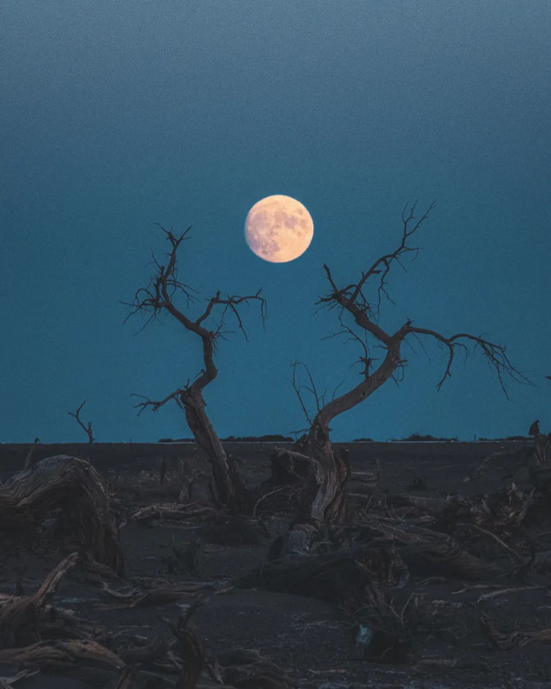 全世界仅存三处！一年只美21天！这场“黄金盛宴”，只因它而起