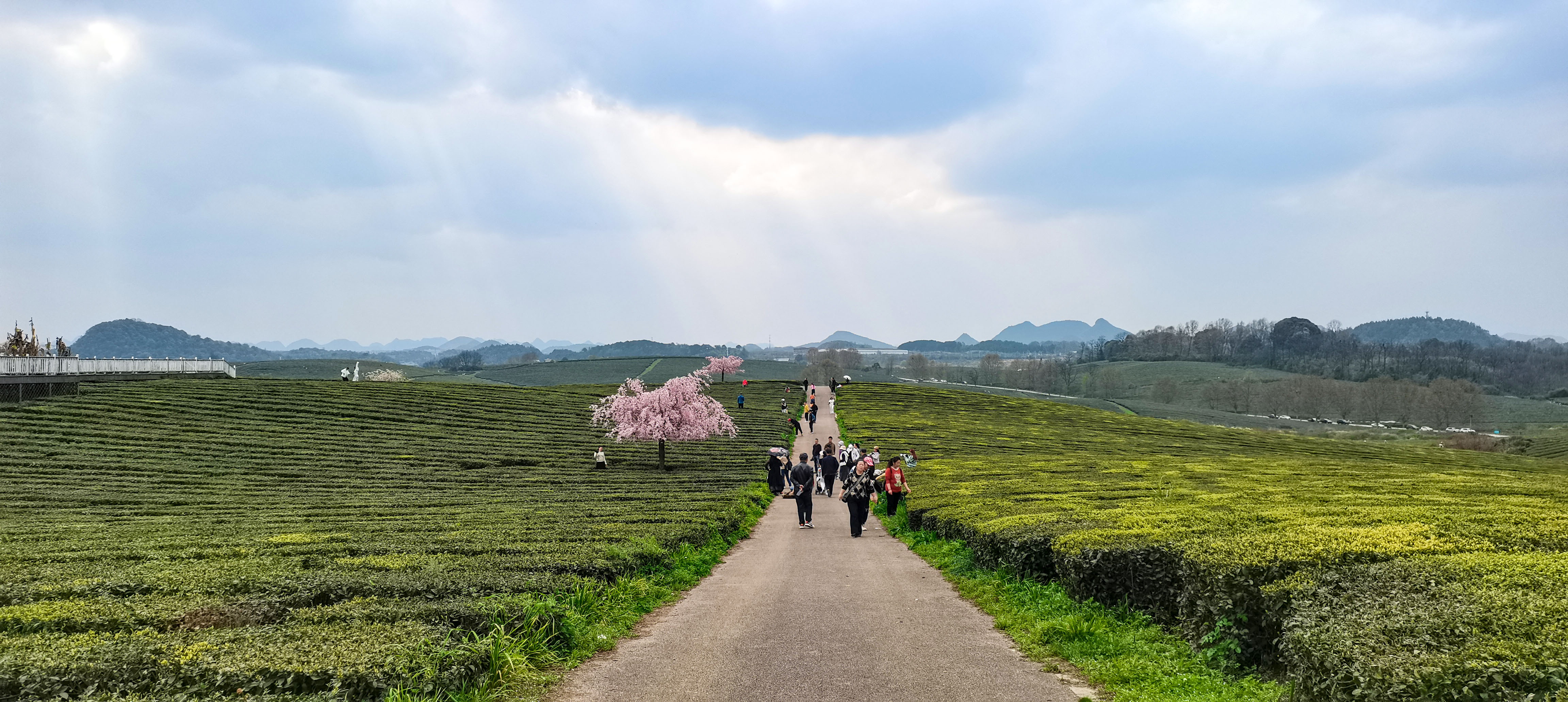 贵阳羊艾茶园风景,贵阳市羊艾茶场地址