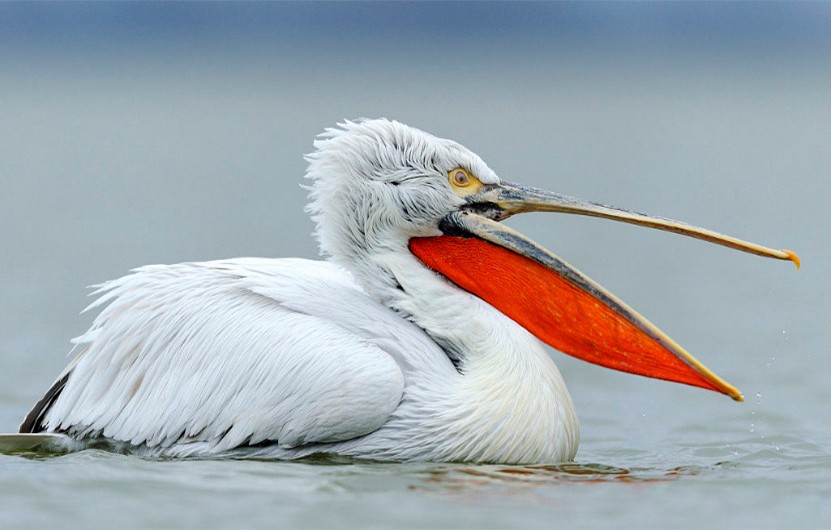 鹈鹕吃长颈鹿动画版,鹈鹕咬长颈鹿