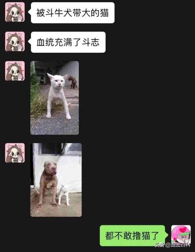 2020最火搞笑的对联,对联大全搞笑过年