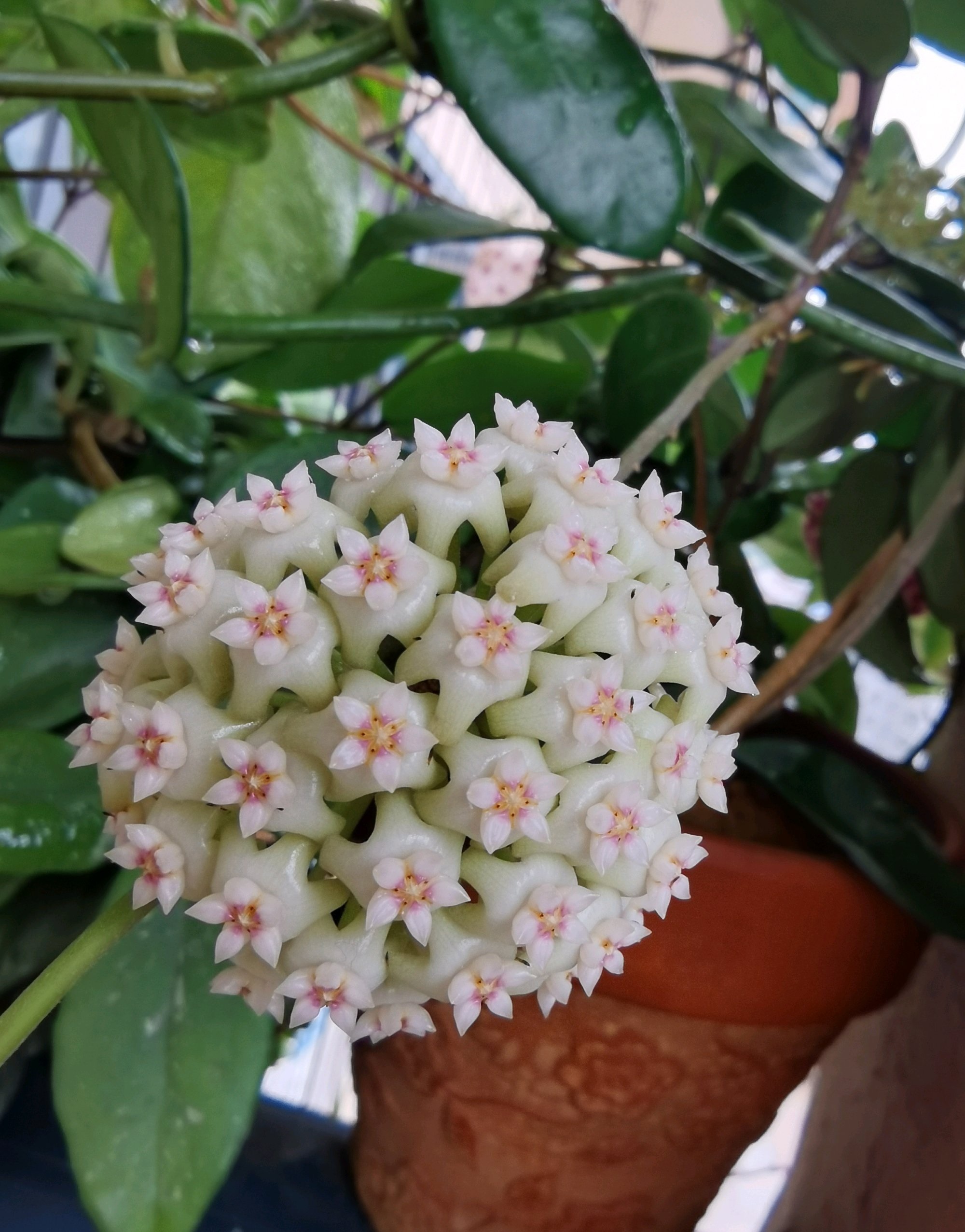 新手养球兰，就选“羊脂玉”，皮实好养，又美又香，而且开花勤奋