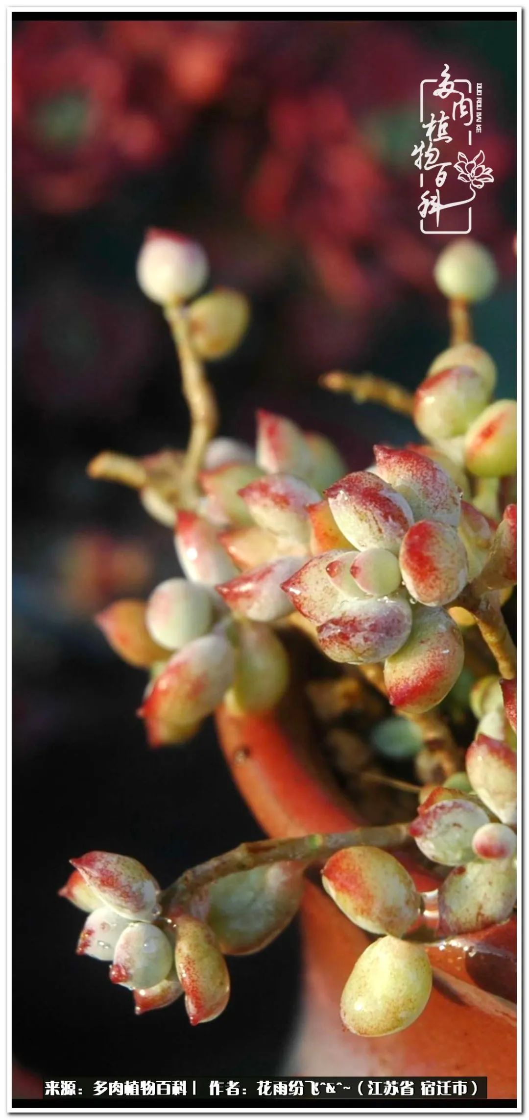 回味童年无忧无虑的快乐时光,童年最快乐的时光