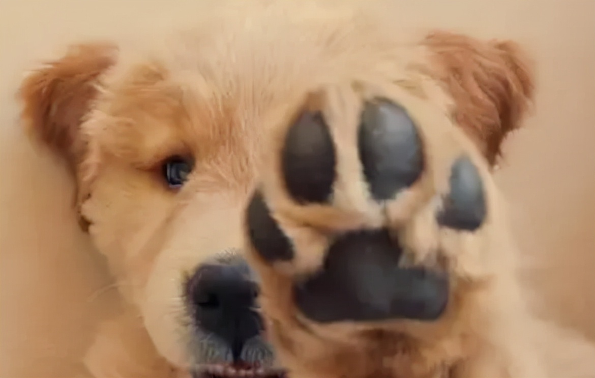 宠物店买到“星期狗”怎么办？北京瀛台律师事务所教您维权