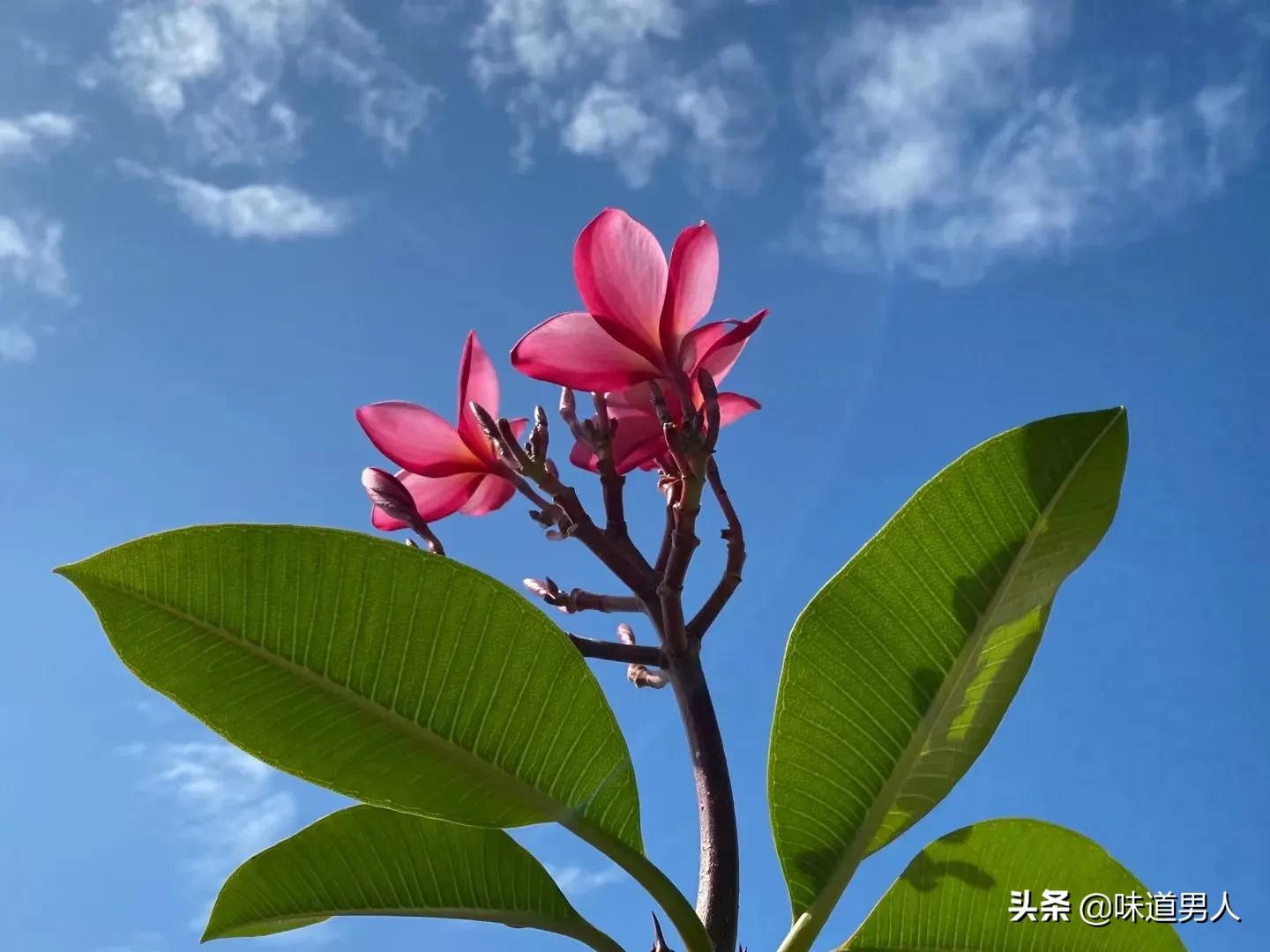 一个人的气性很大是为什么,一个人的气量决定他能达到的高度