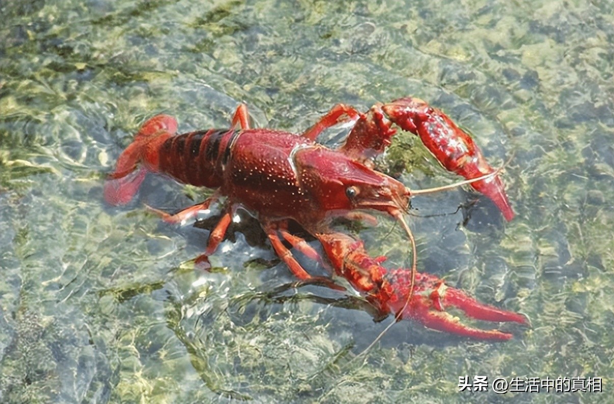 小龙虾里面好多寄生虫能吃吗,小龙虾有寄生虫现在到底能不能吃