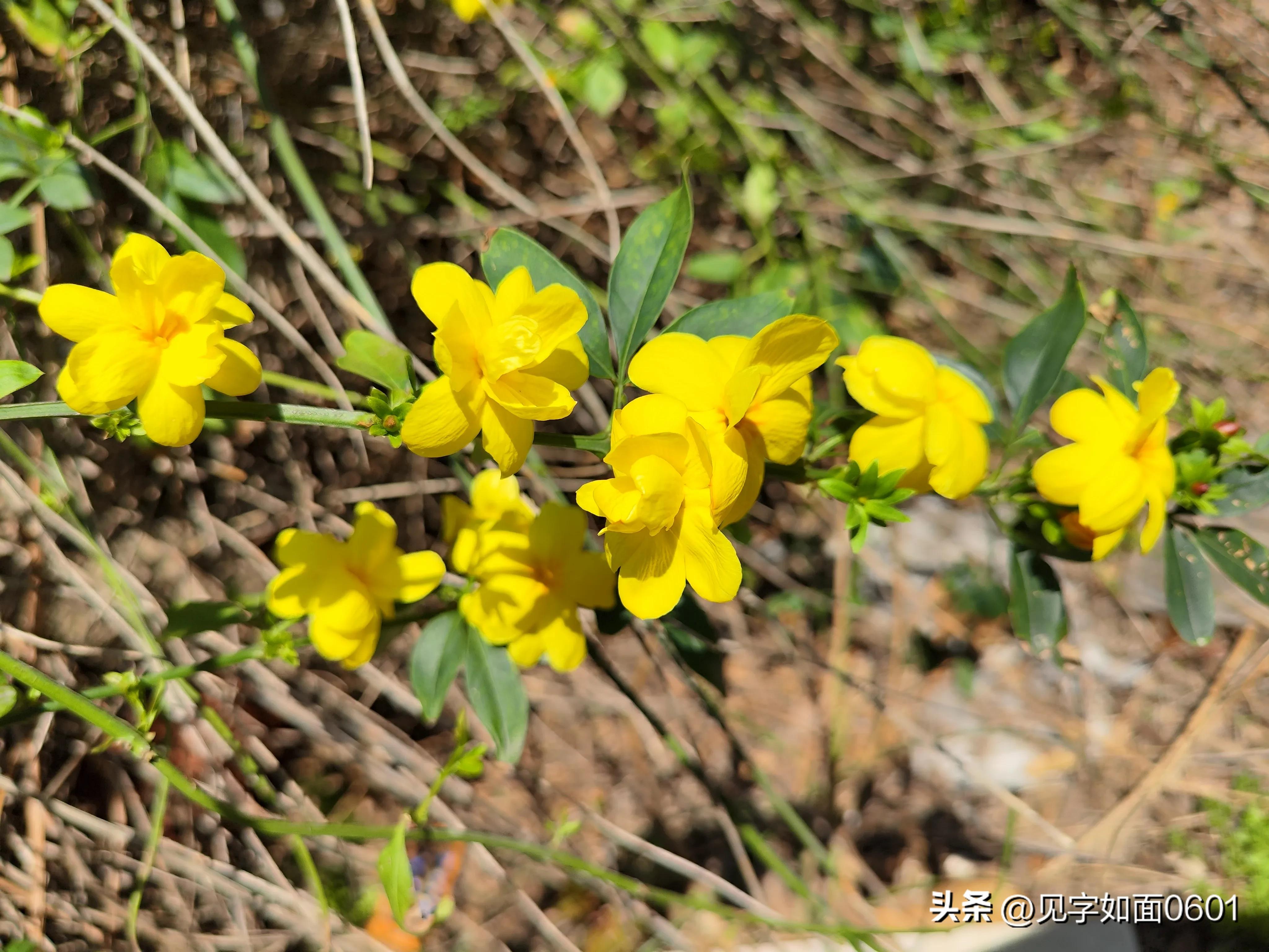 一日一花·野迎春