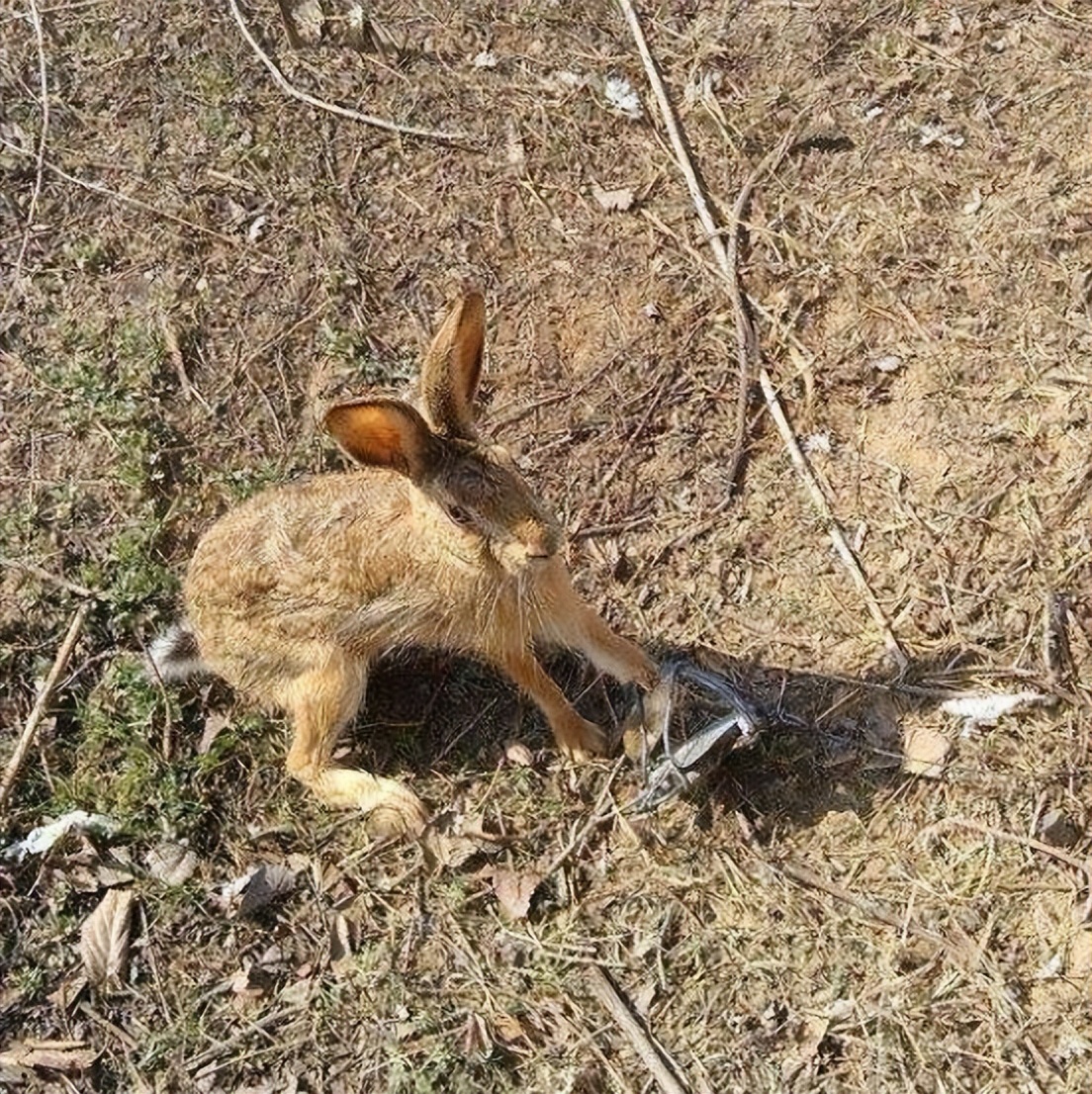 野外如何抓兔子,在野外怎么能逮到兔子