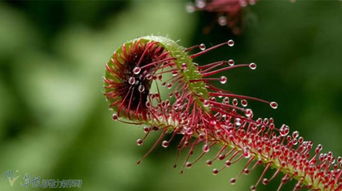 植物比动物厉害,动植物的繁衍方式