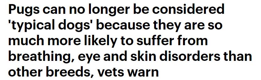 巴哥犬最大的特点,巴哥犬最令人头疼的5大缺点