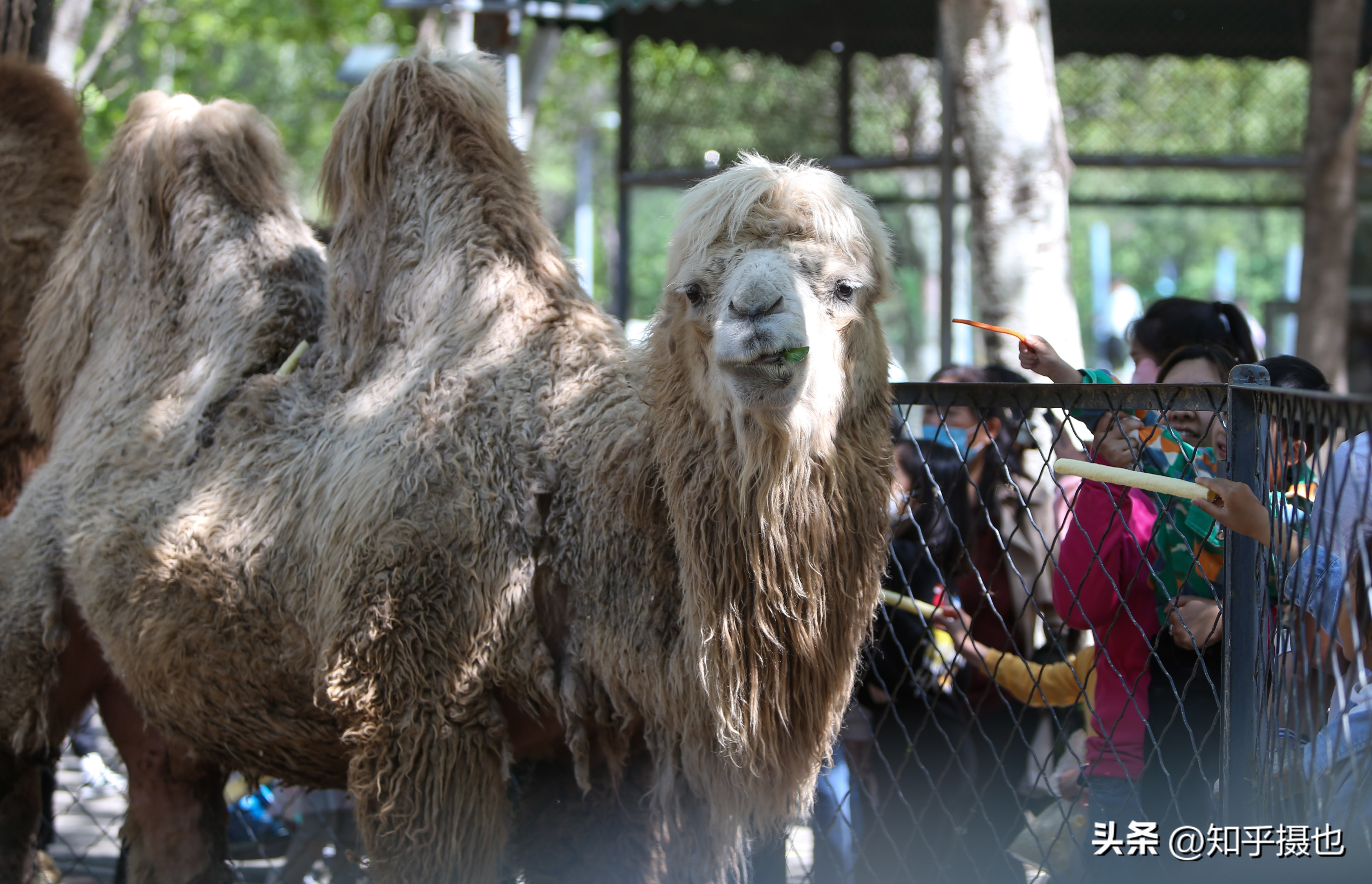 沈阳森林动物园带什么吃的,沈阳森林动物园自带菜