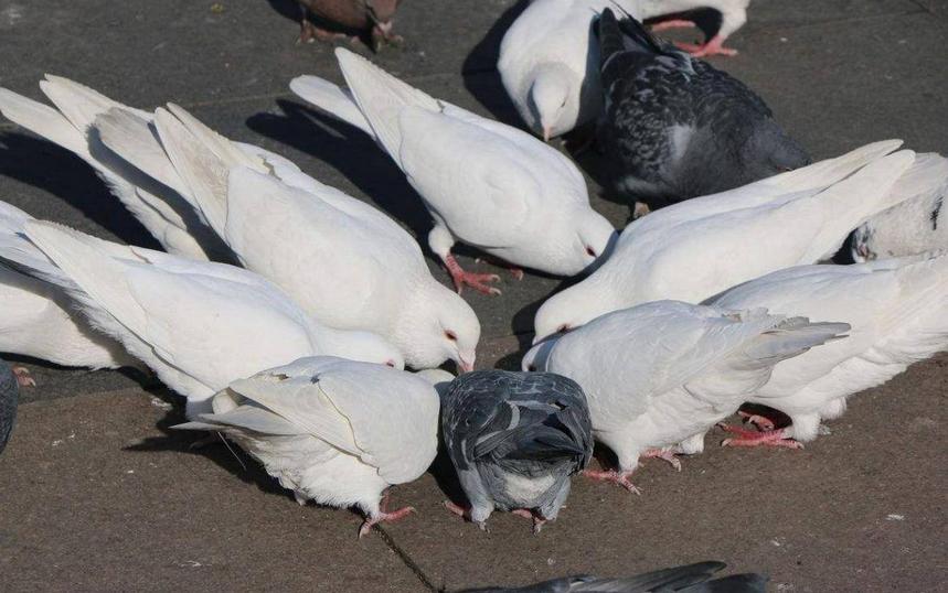 鸽子甩食呕吐拉稀怎么治疗,鸽子肠道治疗的办法