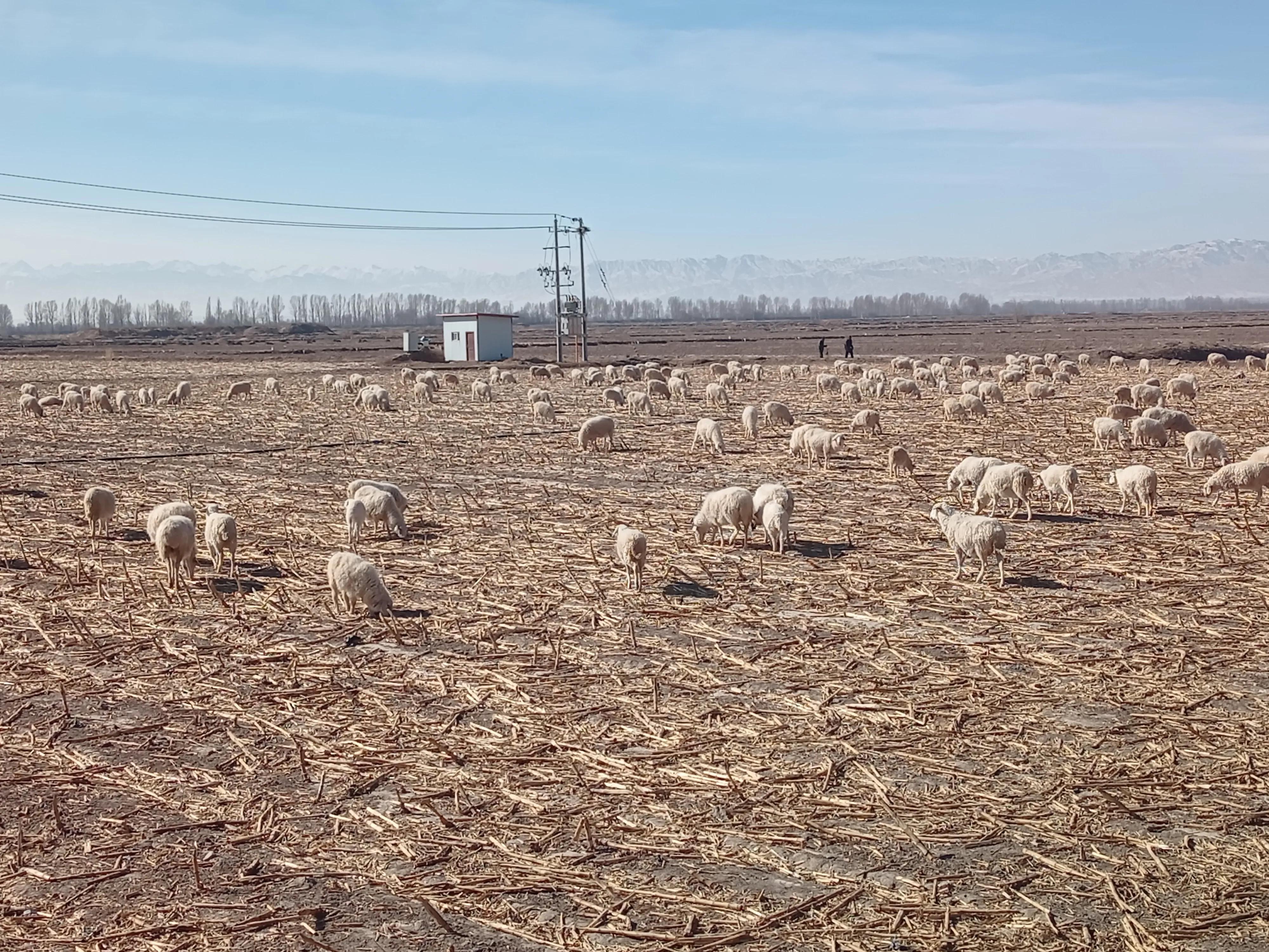 关于养羊的基础问题和技术问题,养羊人必须学会的养羊技术