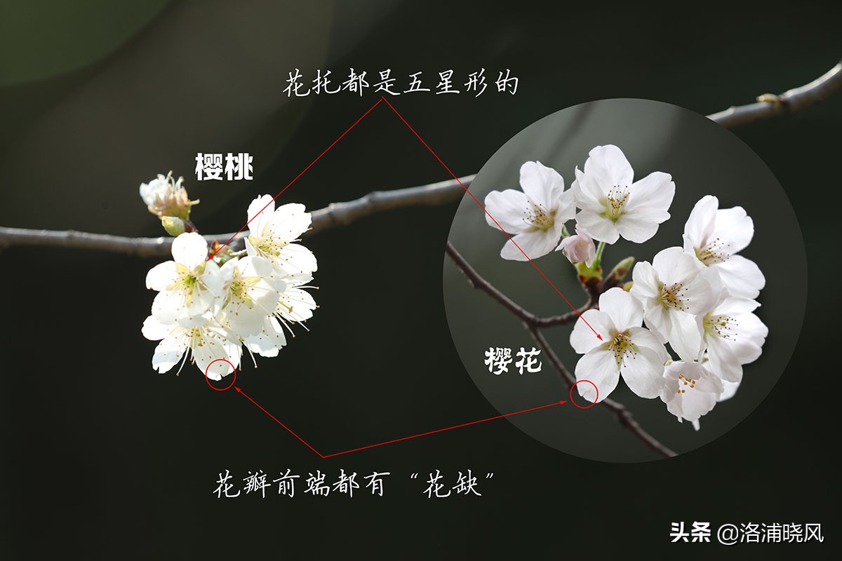 樱桃花和东京樱花区别,樱花和山樱桃花是一样的吗