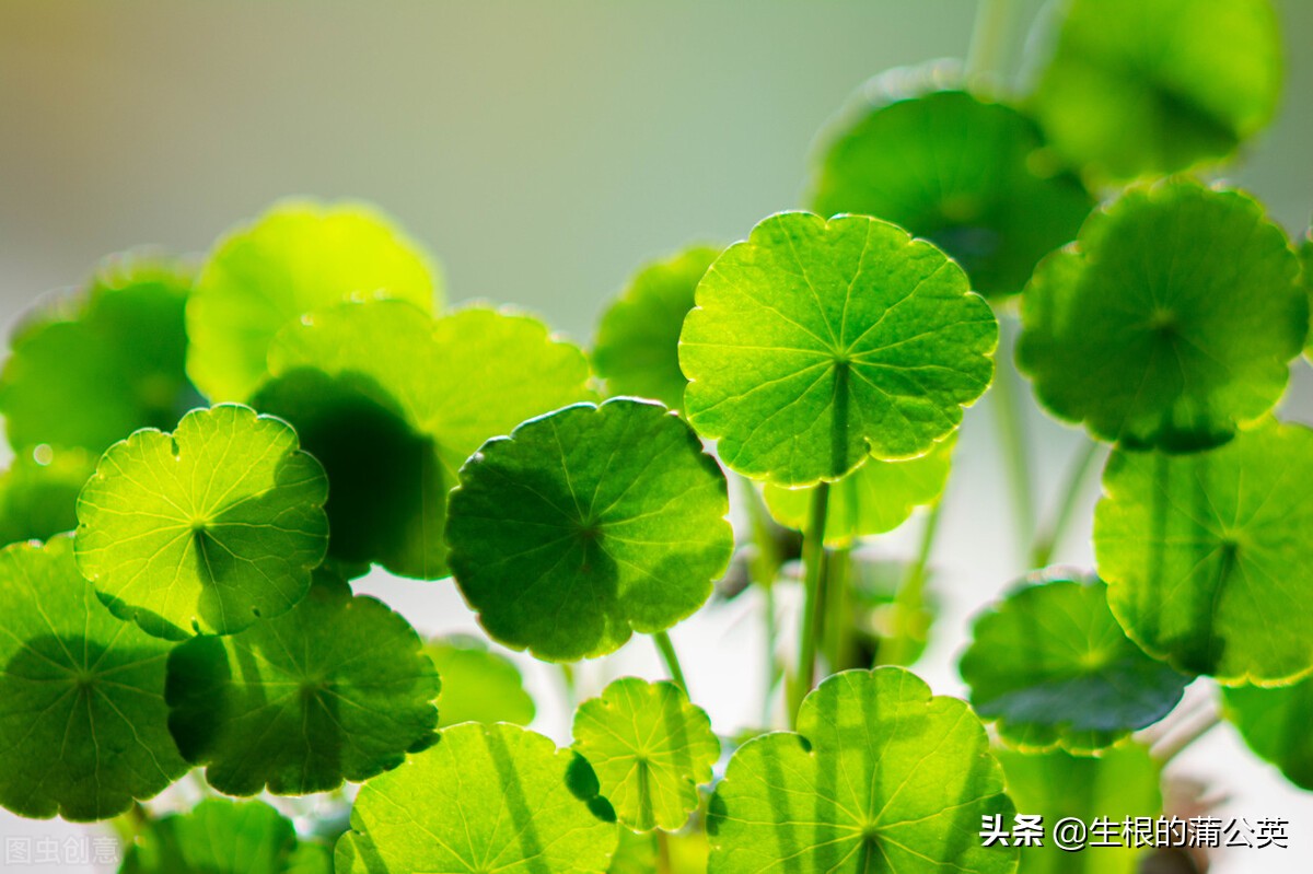 水生花卉栽培方法和技术,十种常见水生花卉