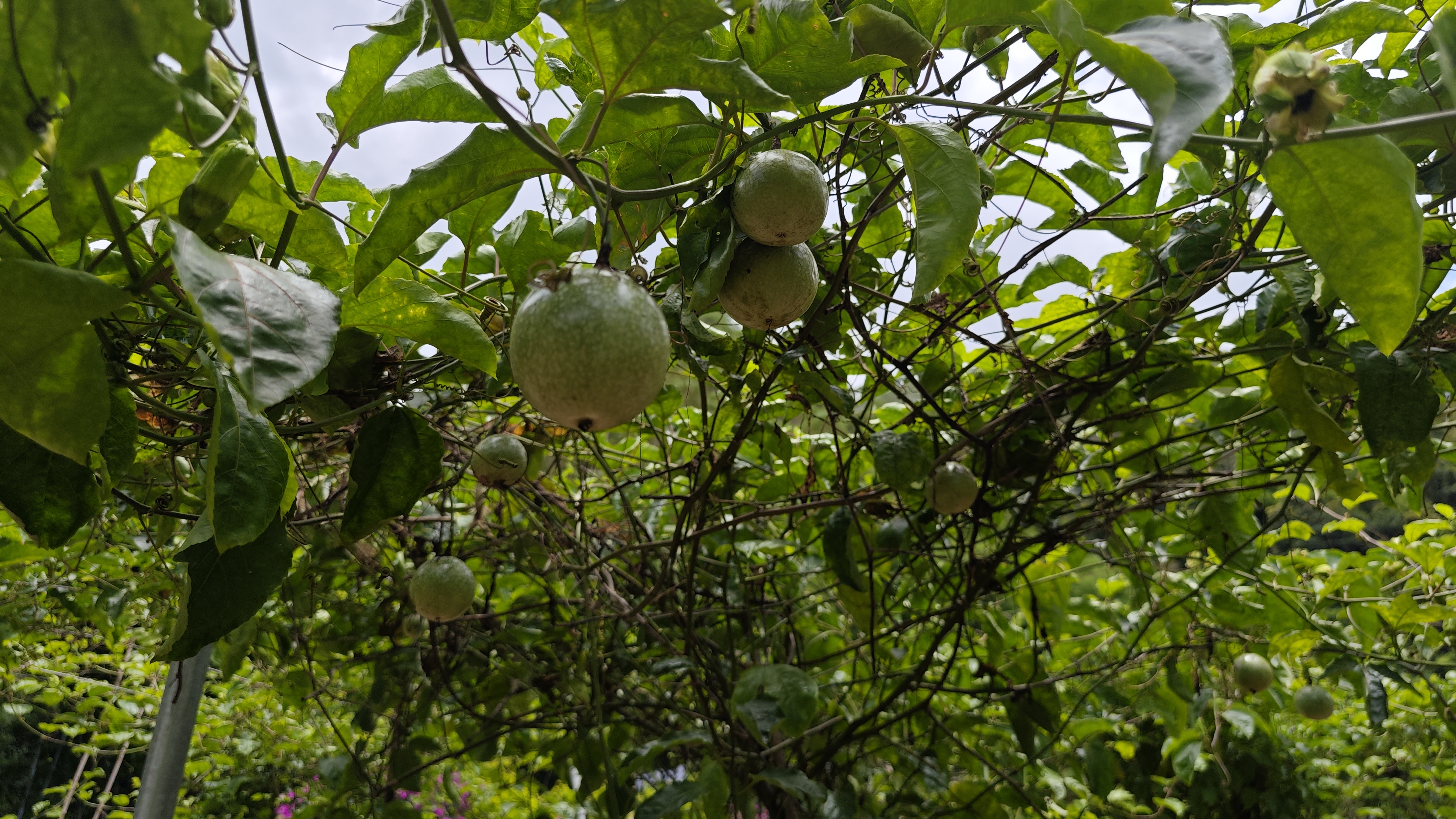 罗浮山温泉品质特色民宿推荐,惠州罗浮山脉下的乡野秘境民宿