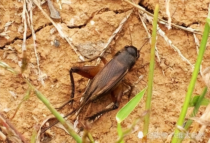 真正的丛林美食有哪些,硬核知识大全100个