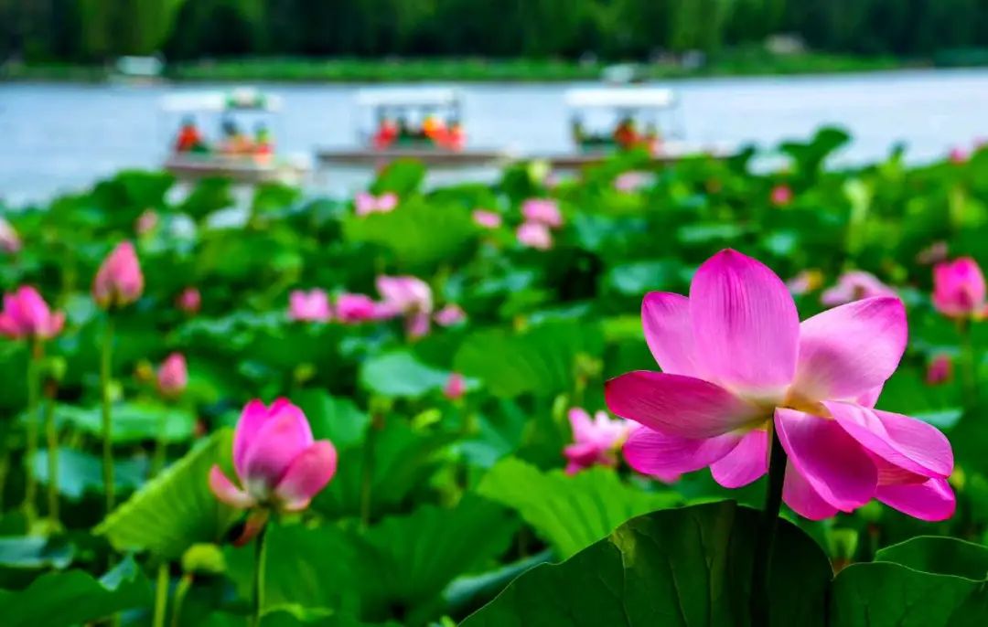 济南元素再一次火爆“出圈”！省长推介的诗意济南是什么样子的？