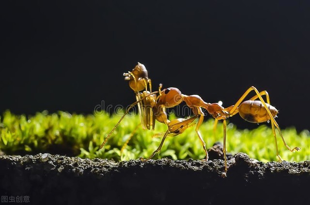 蚂蚁图片大全高清大图,蚂蚁图片欣赏