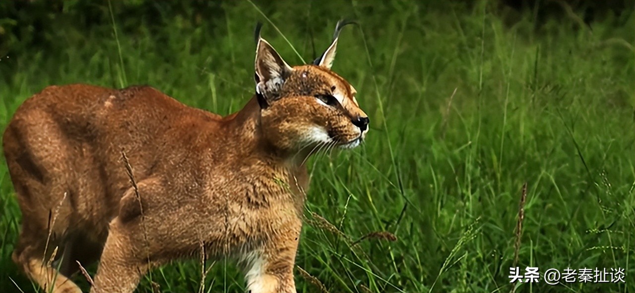 世界上最便宜的猫是什么品种,世界贵的10种猫的排名