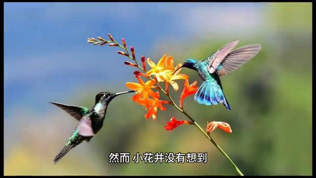 小花的美丽传说