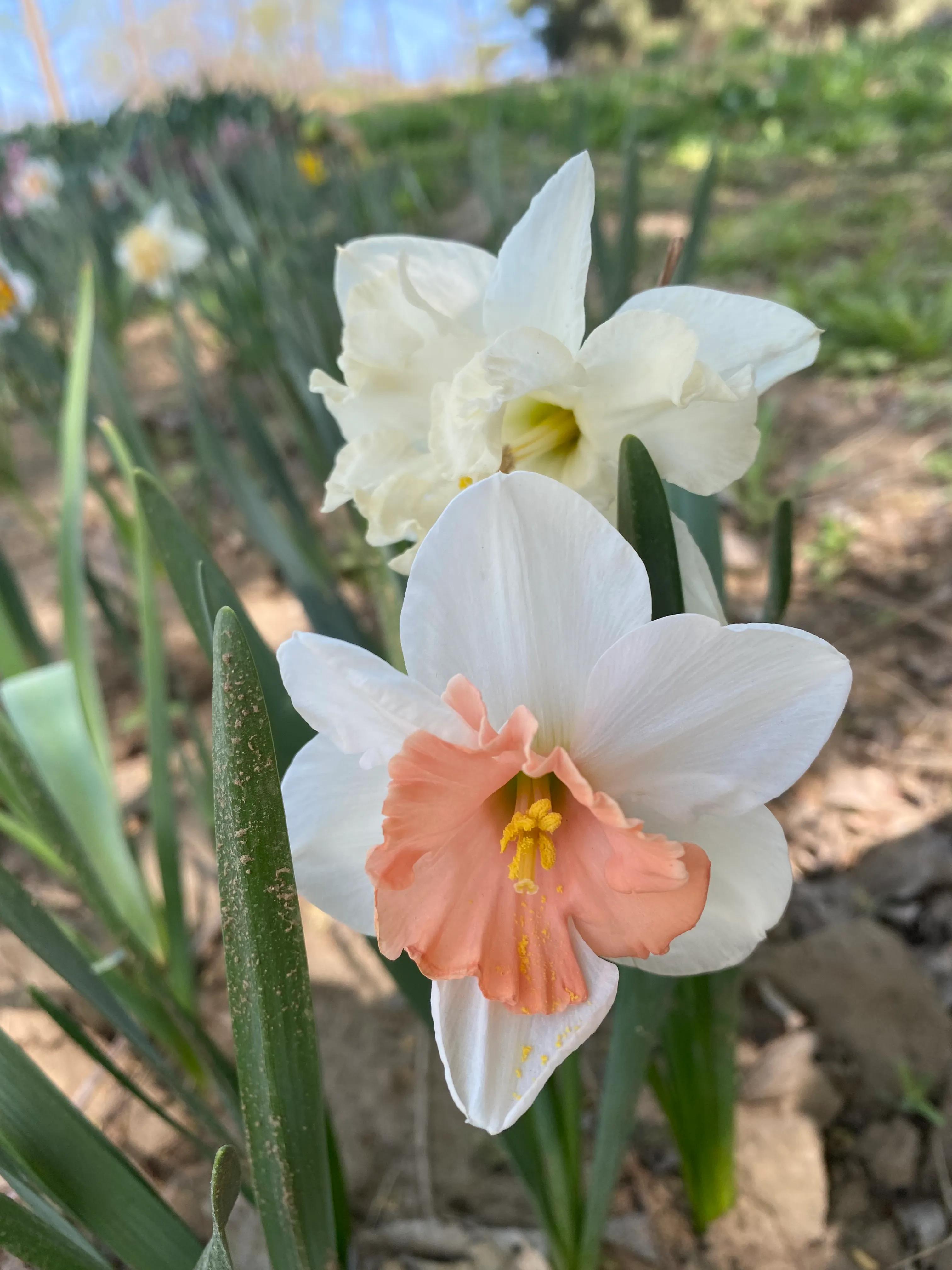 北京鲜花港郁金香节,顺义鲜花港郁金香盛开