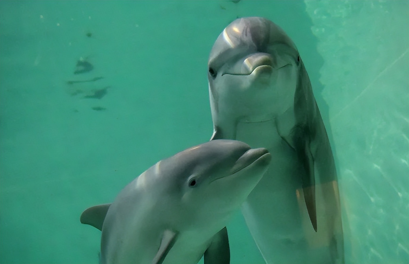 亚洲最萌动物大熊猫,国外评最可爱动物大熊猫排第三