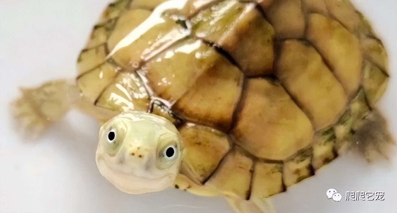 养龟新手最好养什么龟便宜,龟类宠物最好养的是什么龟