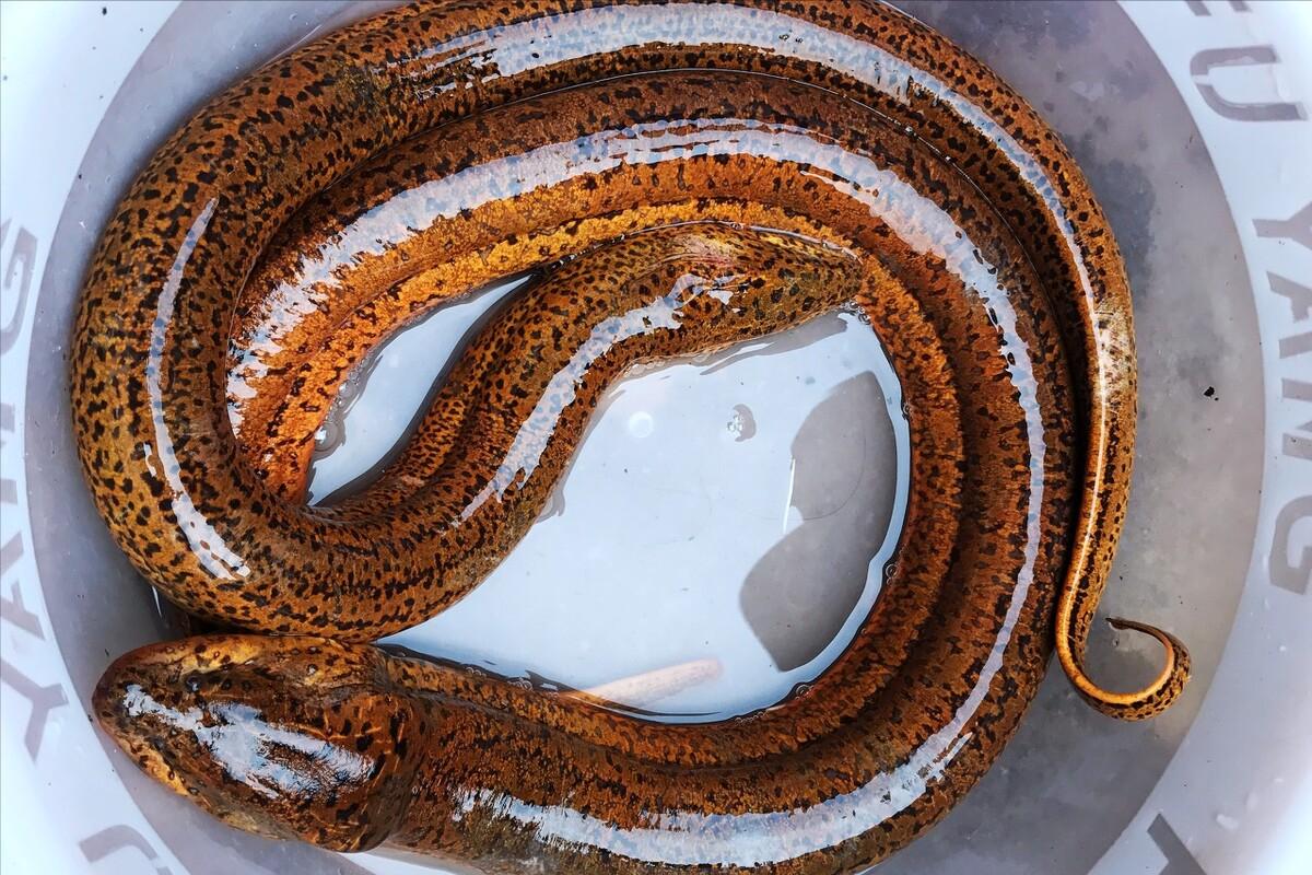 黄鳝不去骨怎么做好吃,黄鳝怎么做好吃有味道没有腥味