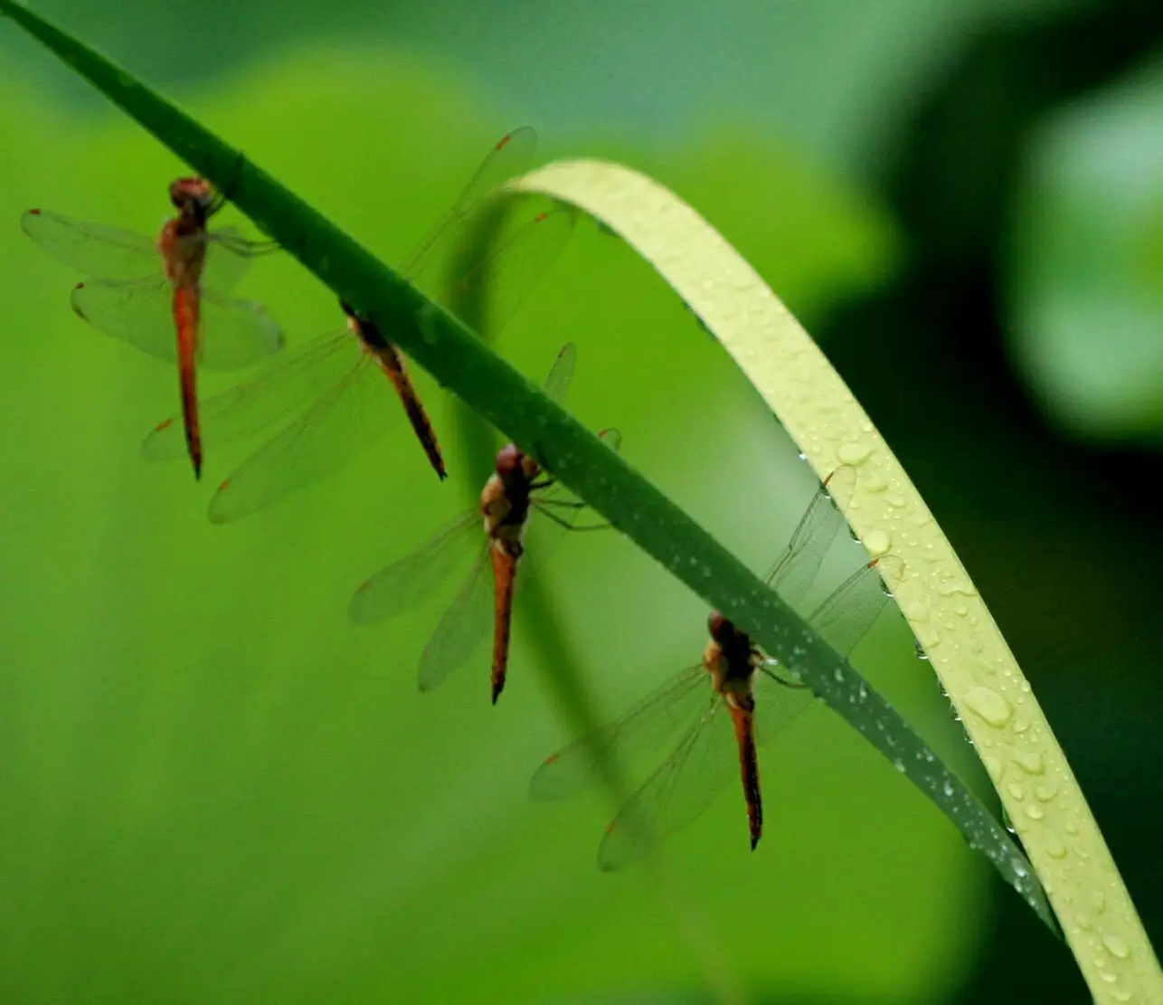 蜻蜓为什么只在夏天出现呢,很多蜻蜓聚集在一处是什么原因